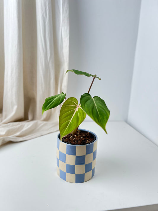 Philodendron Gloriosum "White Vein" - Low Maintenance Houseplant. Indoor Plants Australia