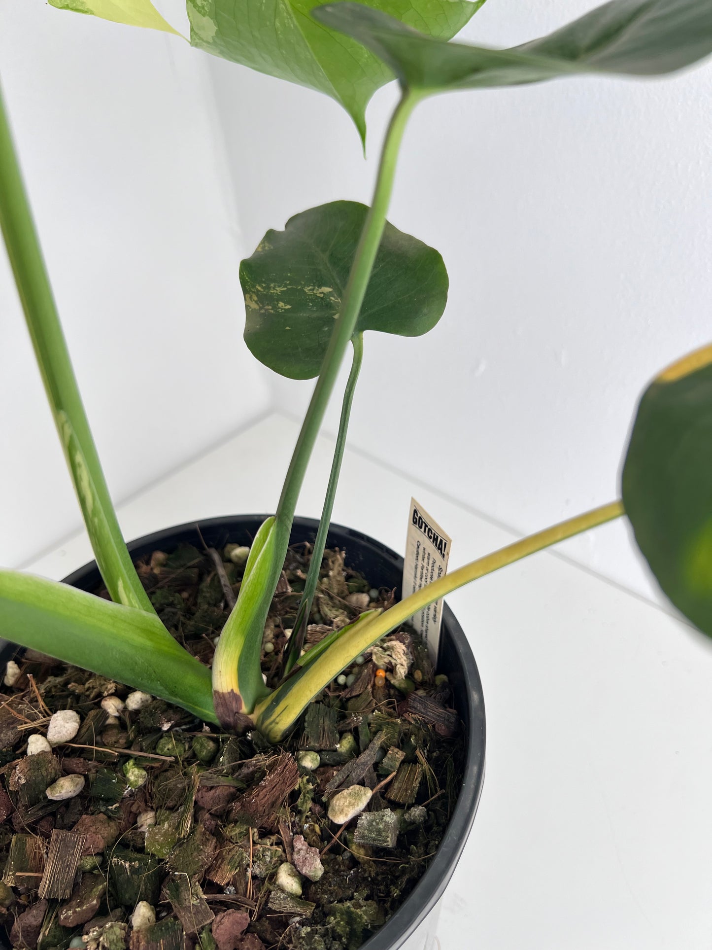 Monstera Yellow Thai Constellation - Indoor Plants & Rare Houseplant gifts Australia