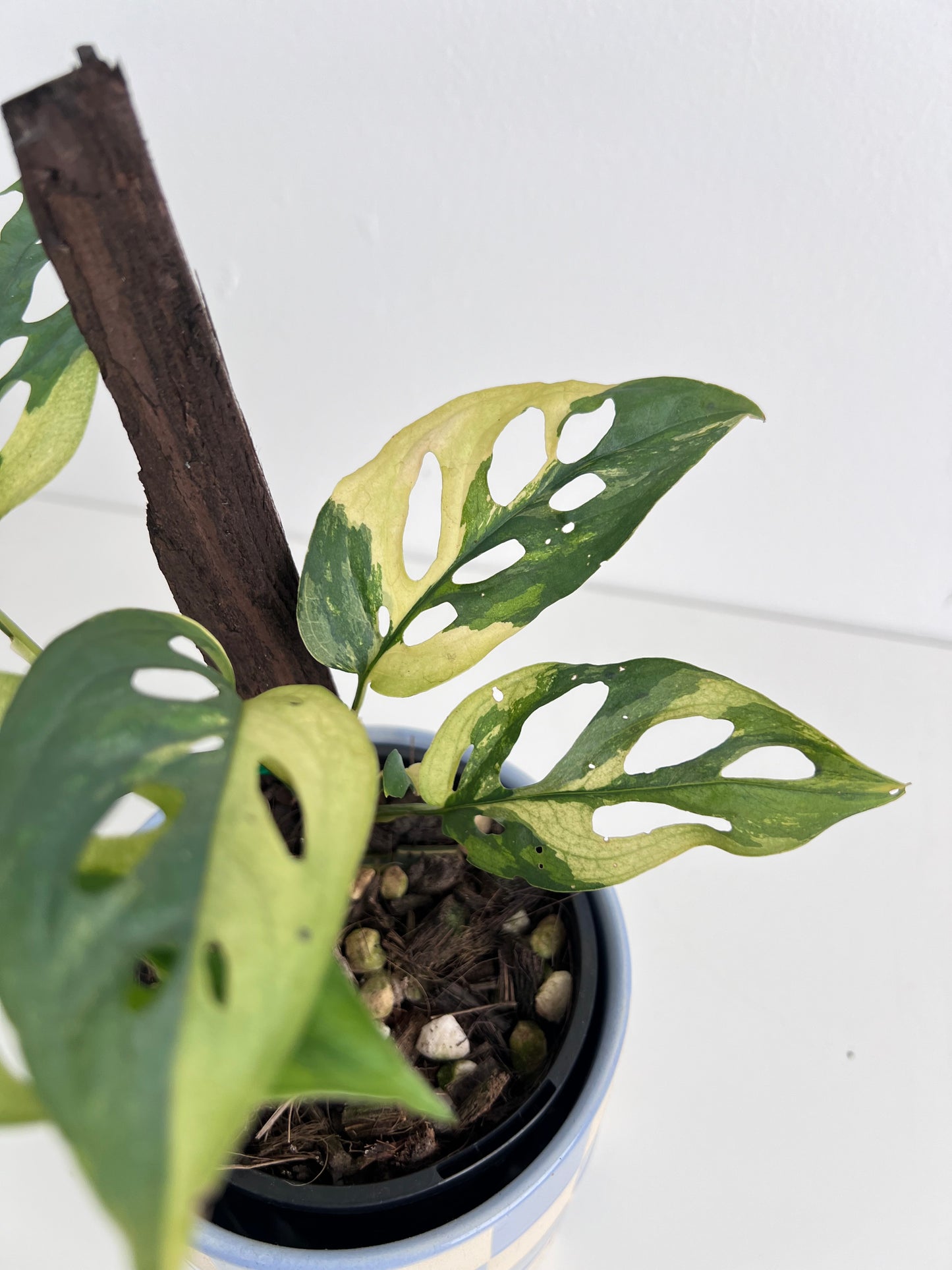 Monstera Adansonii variegated - Indoor Plants & Rare Houseplant gifts Australia