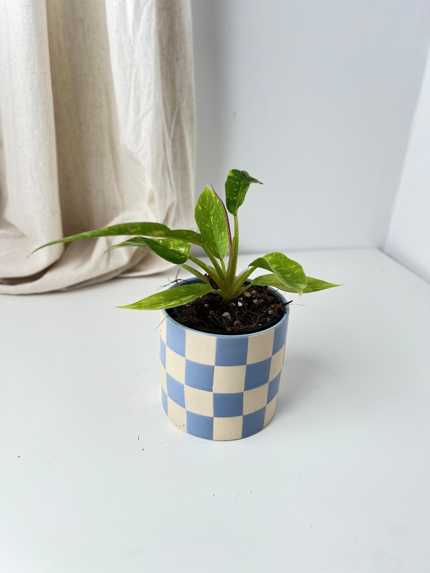 Philodendron Ring of Fire (small size). Low Maintenance Houseplant. Indoor Plants Australia