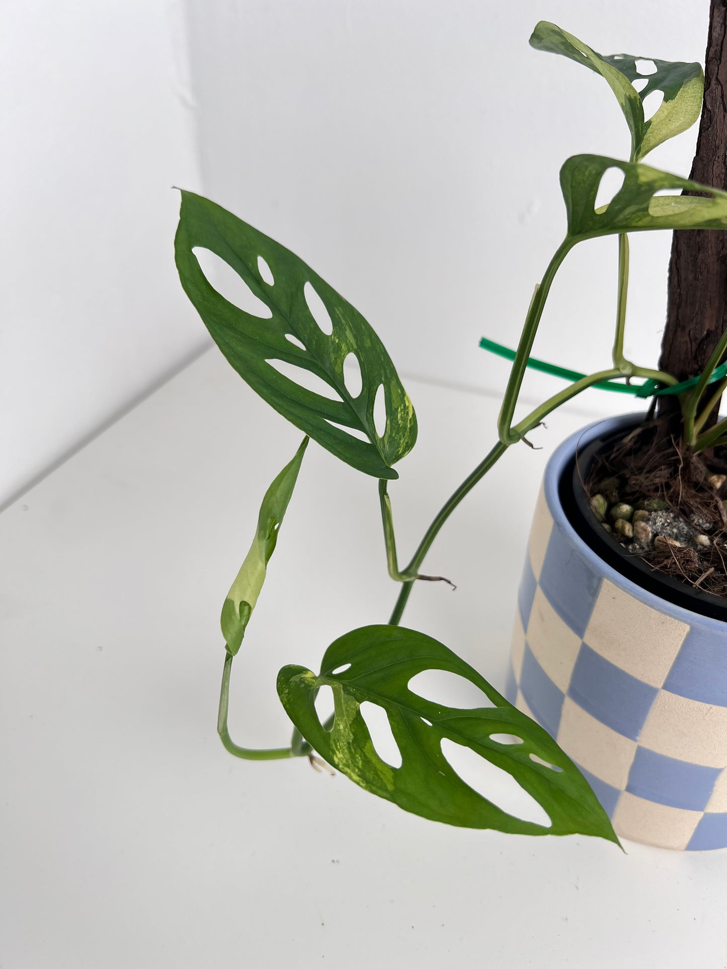 Monstera Adansonii variegated - Indoor Plants & Rare Houseplant gifts Australia