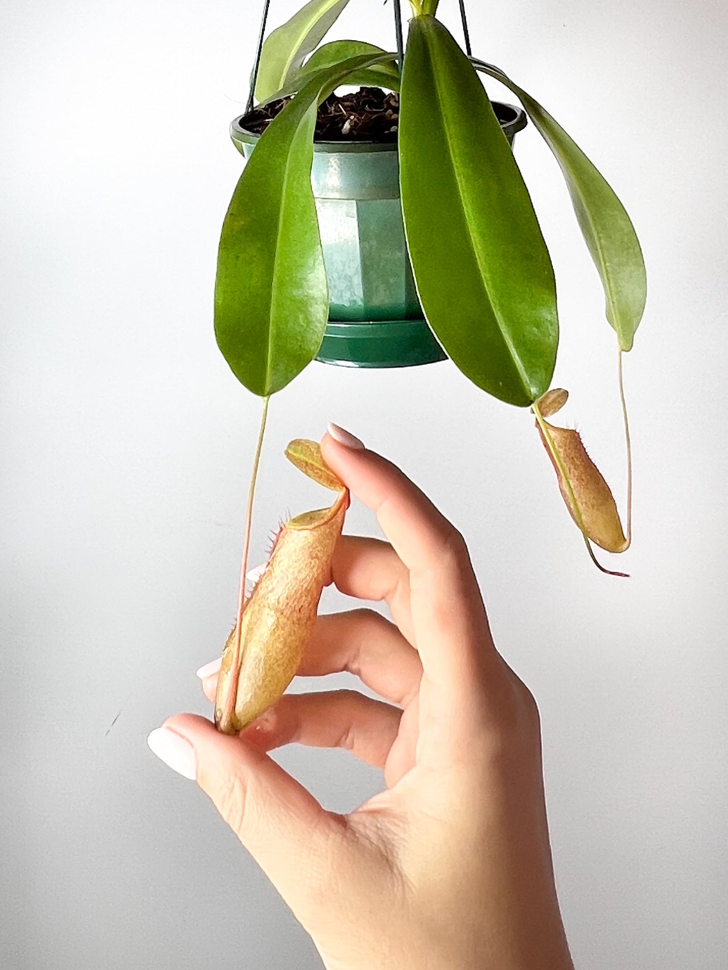 Nepenthes 'Linda' (Pitcher Plant 'Linda'), 140mm