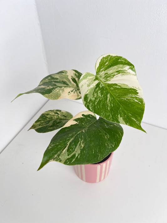 Monstera Borsigiana Variegated - Small-Medium & highly variegated