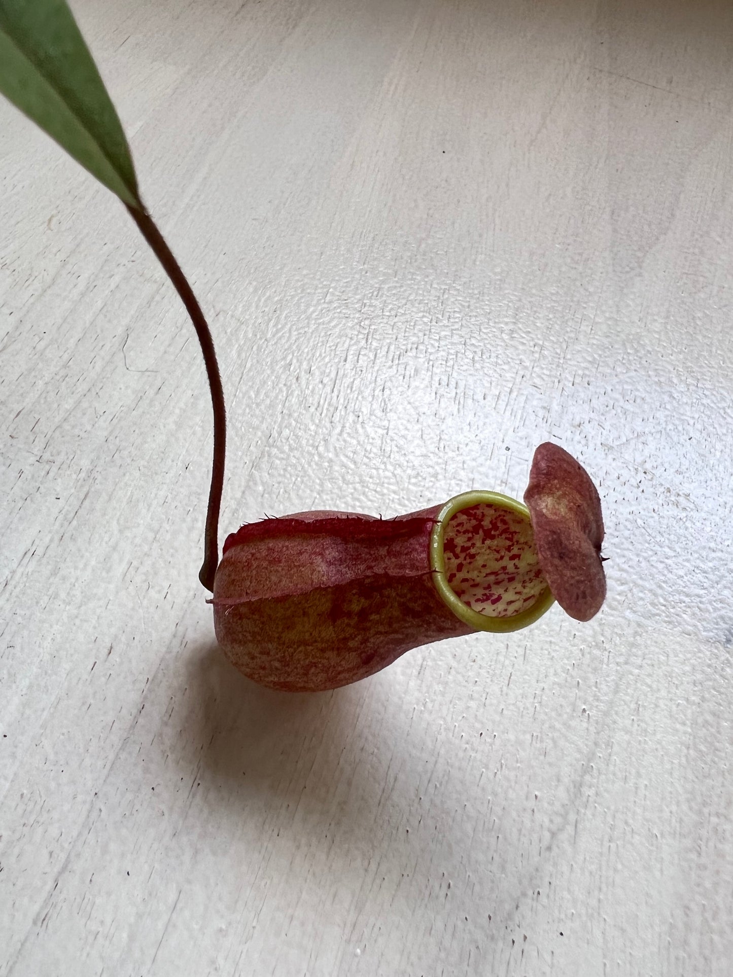 Nepenthes  Kampotiana Red