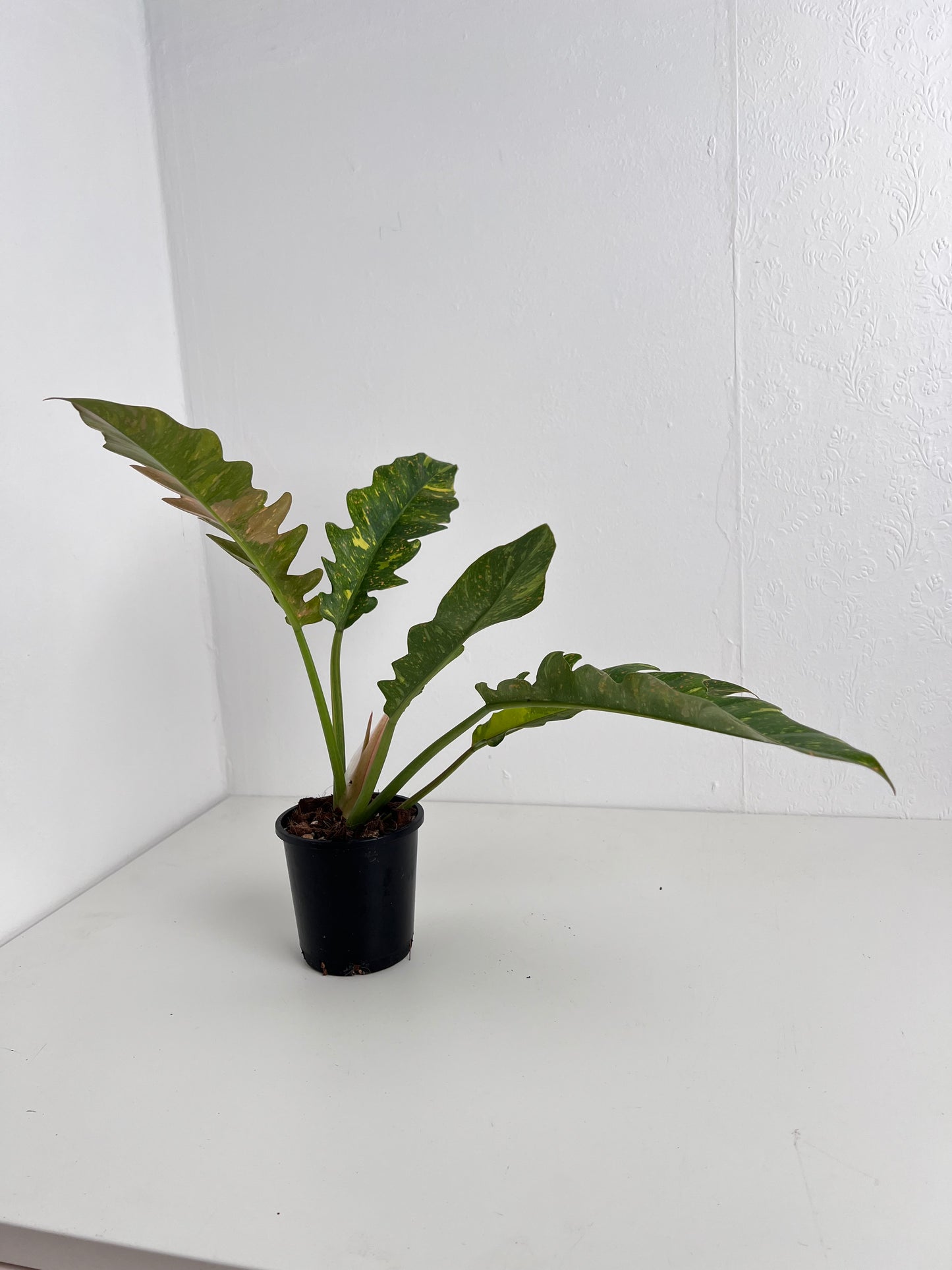 Philodendron Ring of Fire (medium size). Low Maintenance Houseplant. Indoor Plants Australia