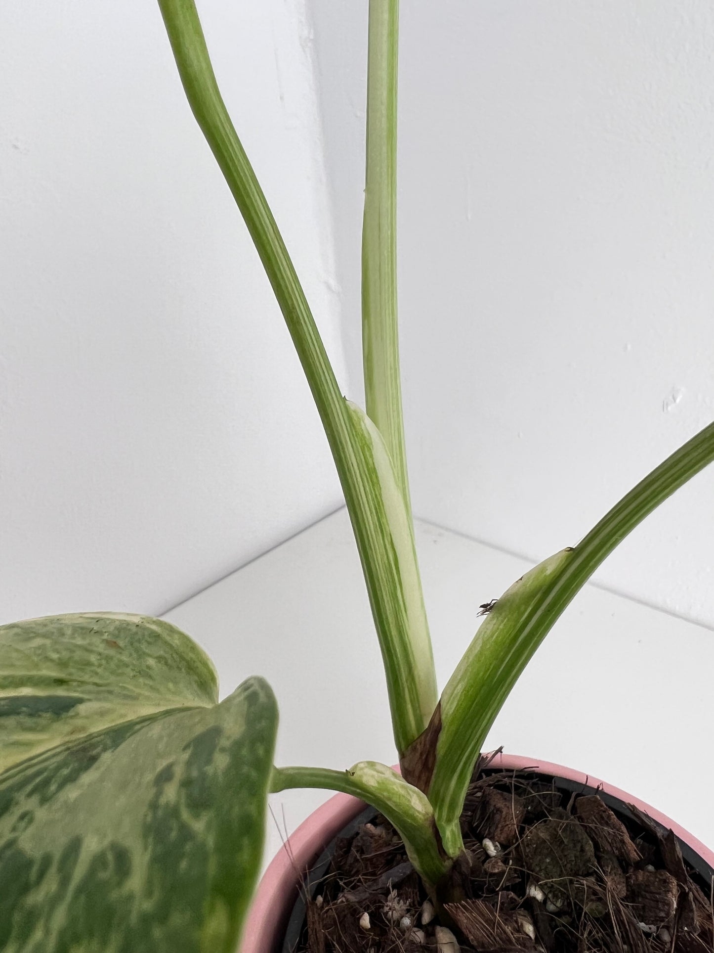 Monstera Borsigiana Variegated - Small-Medium & highly variegated