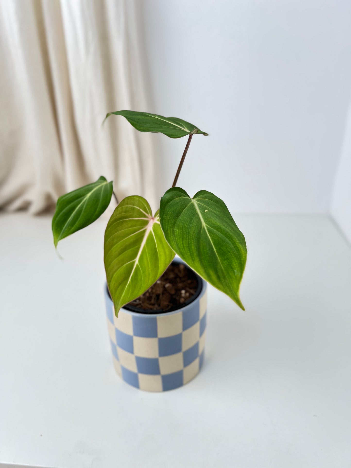 Philodendron Gloriosum "White Vein" - Low Maintenance Houseplant. Indoor Plants Australia