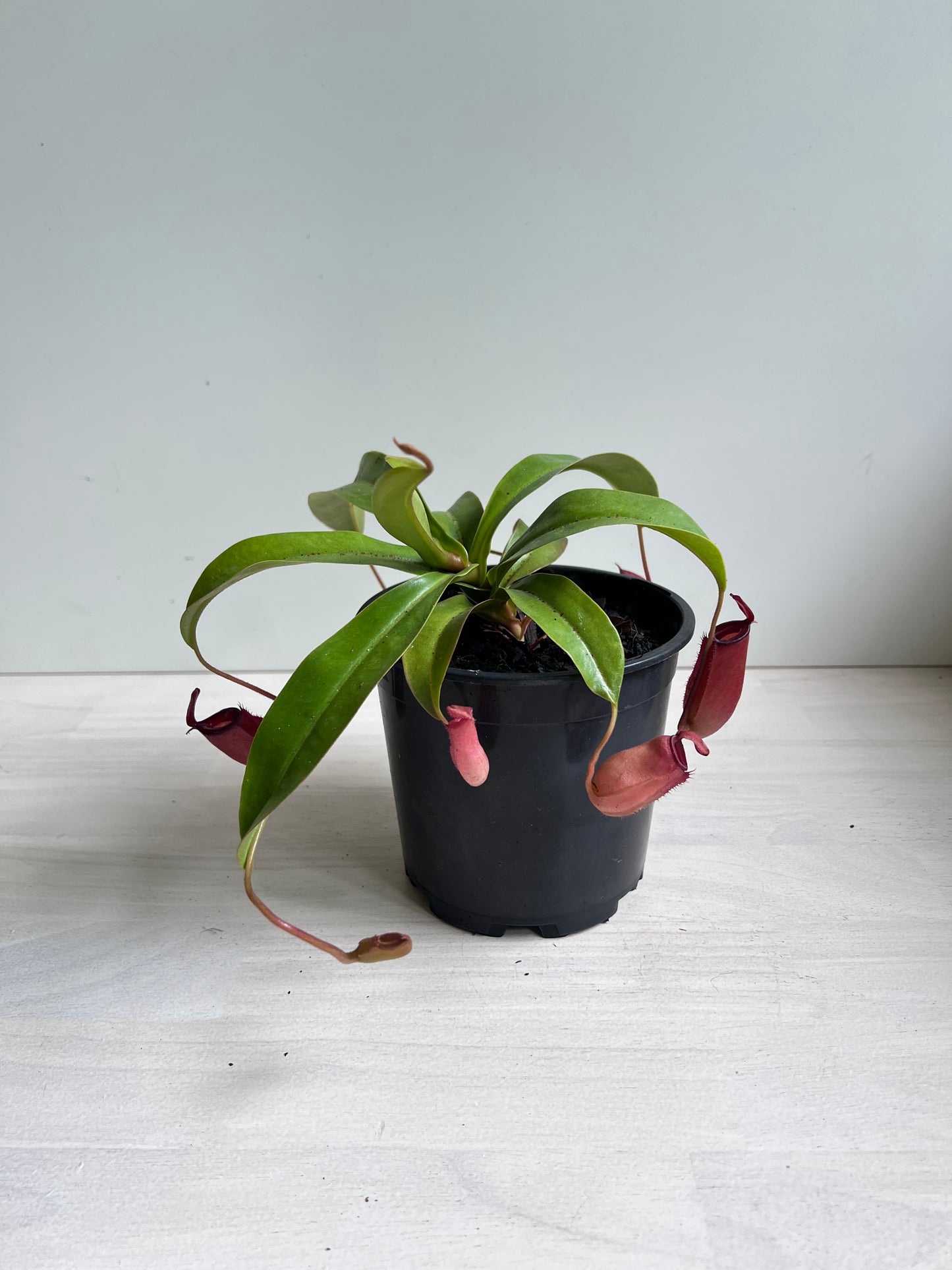 Nepenthes Bloody Mary