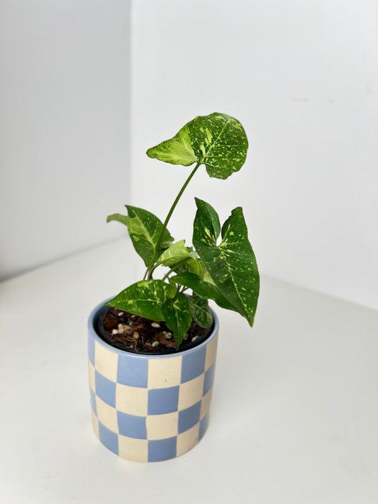 Syngonium Panda highly variegated. Houseplant & Indoor Plant Gifts Australia