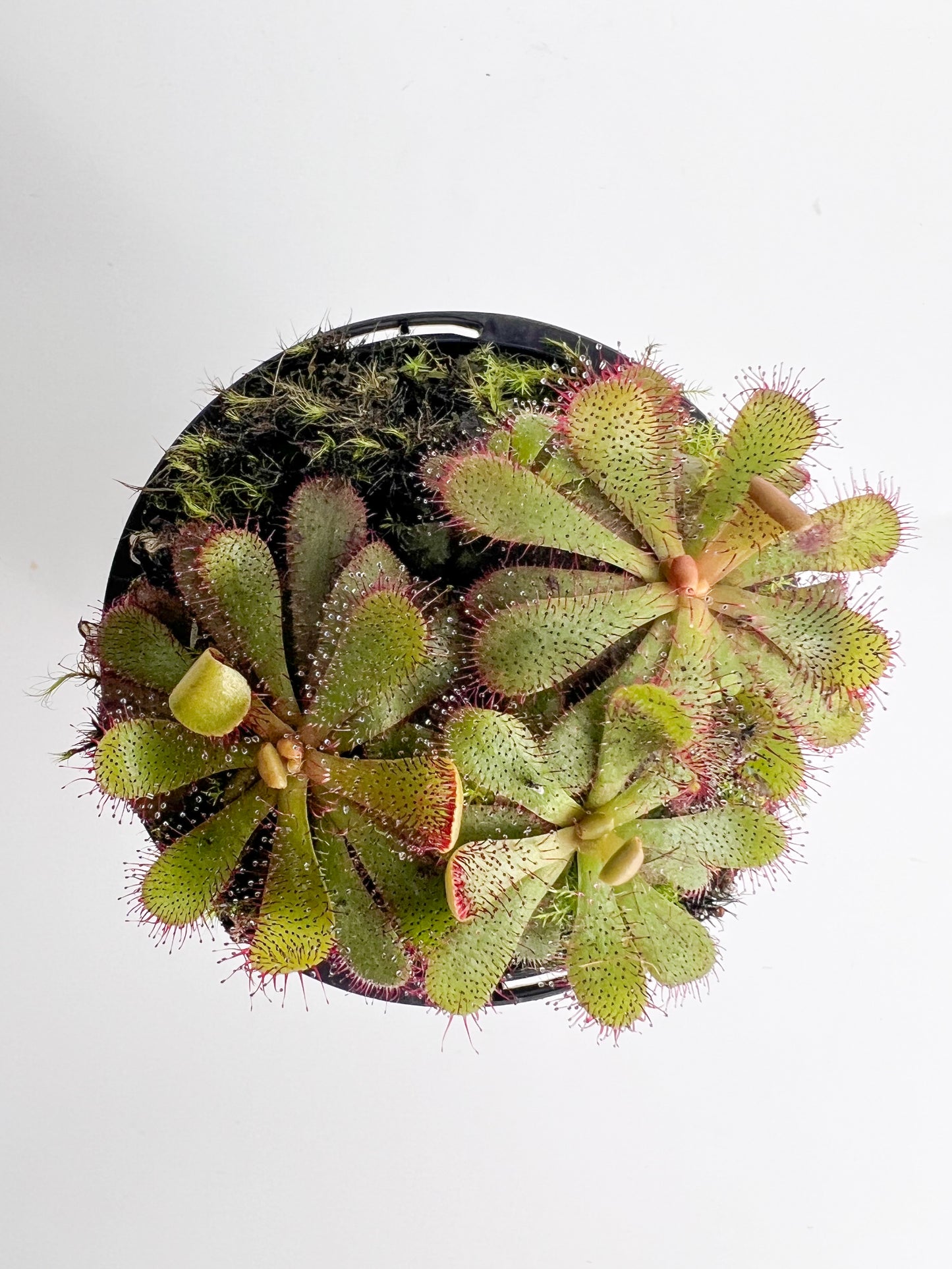 Drosera 'Hamiltonii' (Sundew 'Hamiltonii'), 70mm