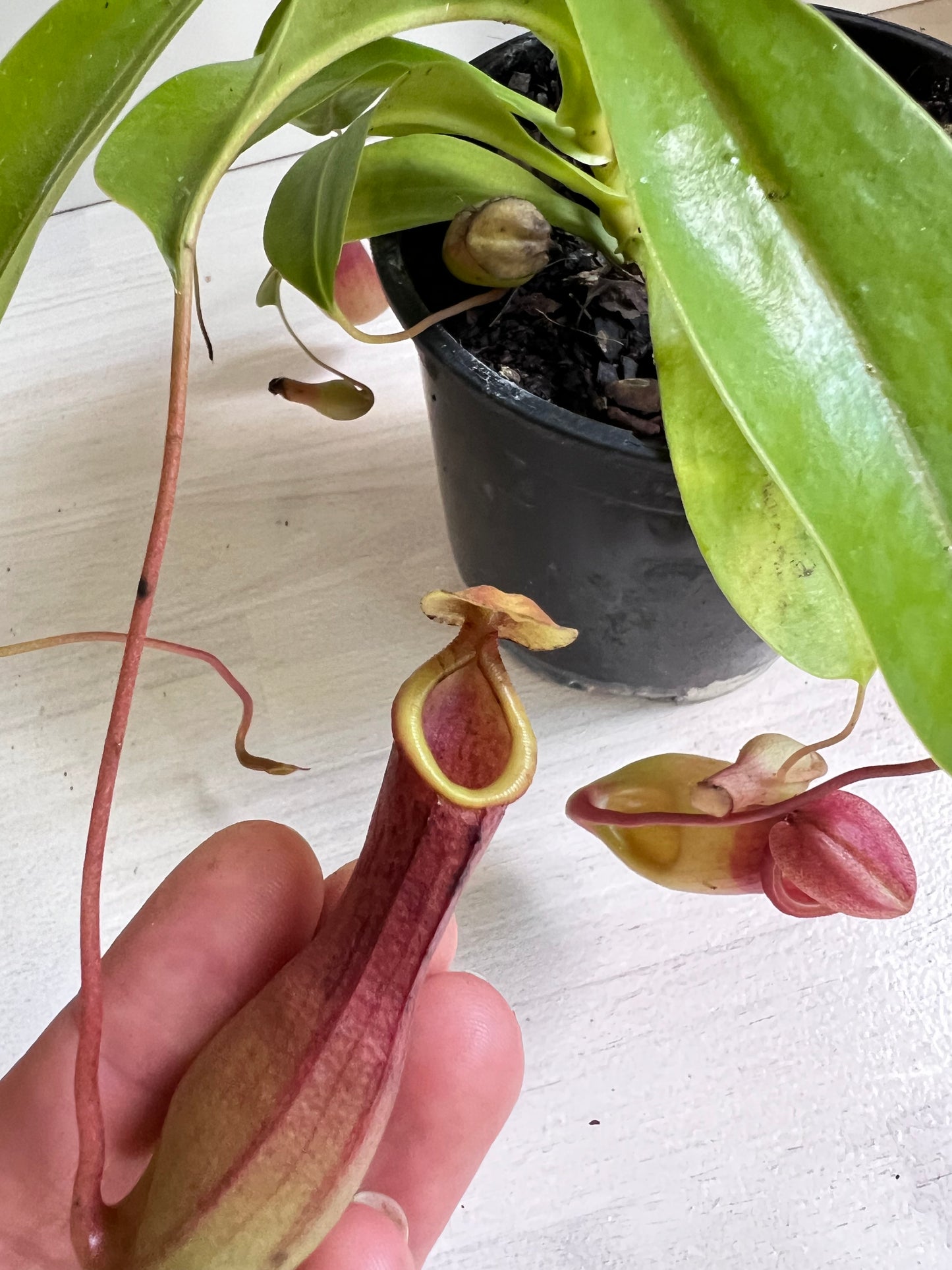 Nepenthes Ventrata | Pitcher Plant Ventrata