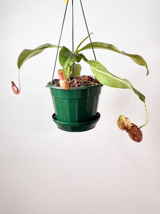 Nepenthes St. Gaya (Pitcher Plant 'St Gaya'), 140mm