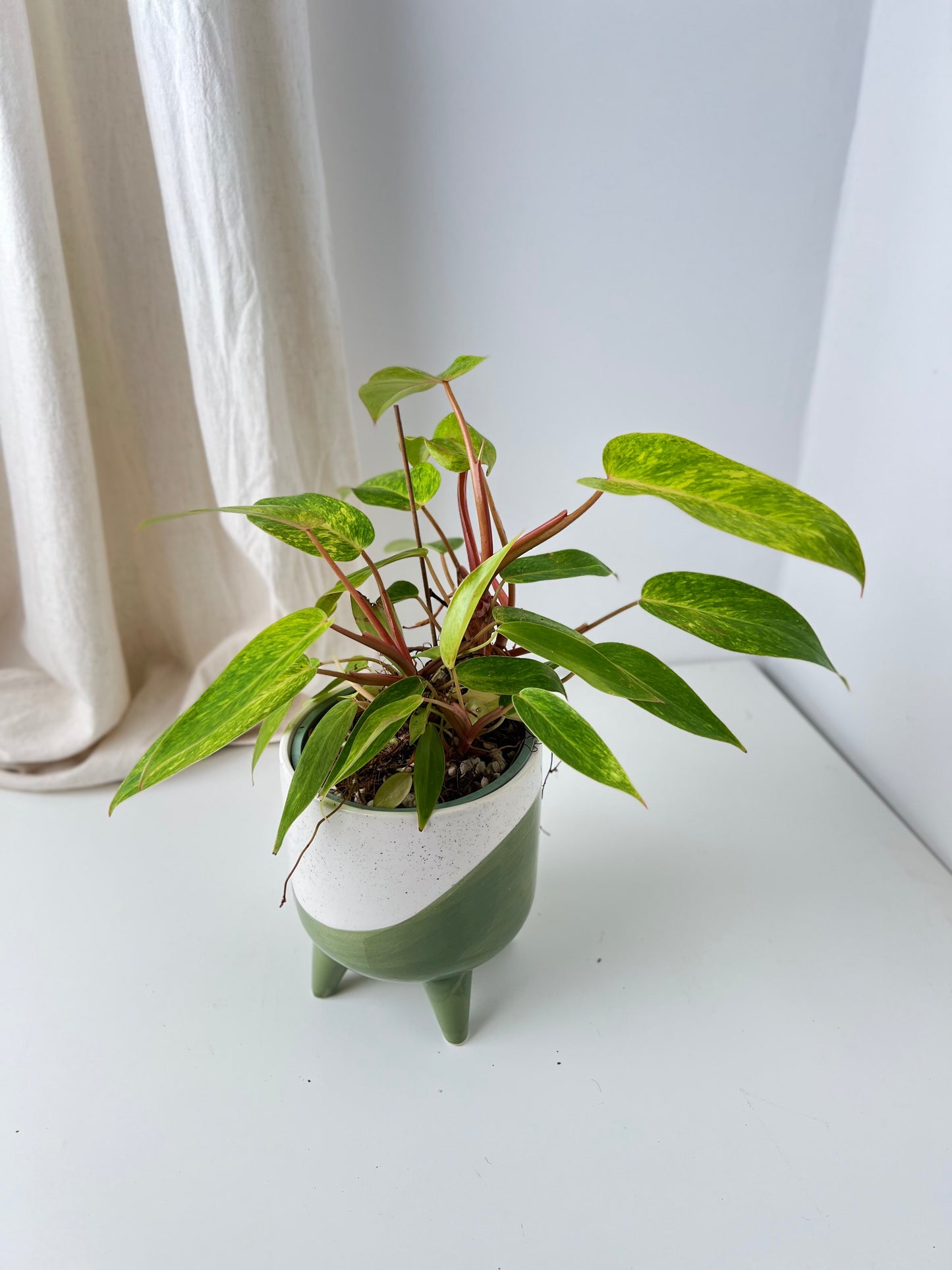 Philodendron Painted Lady - Low Maintenance Houseplant. Indoor Plants Australia