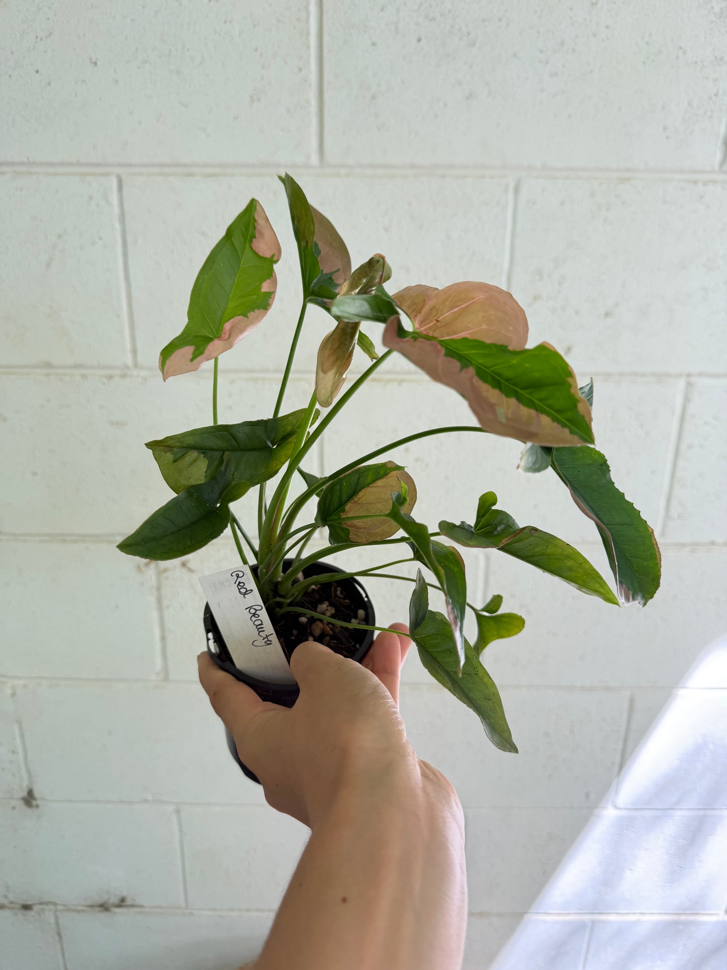 Syngonium Pink Beauty