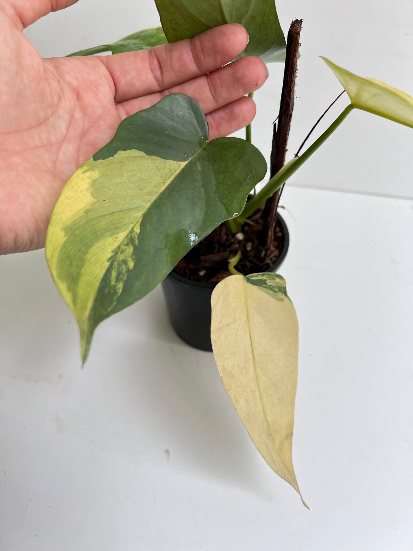Philodendron Bipennifolium Variegated