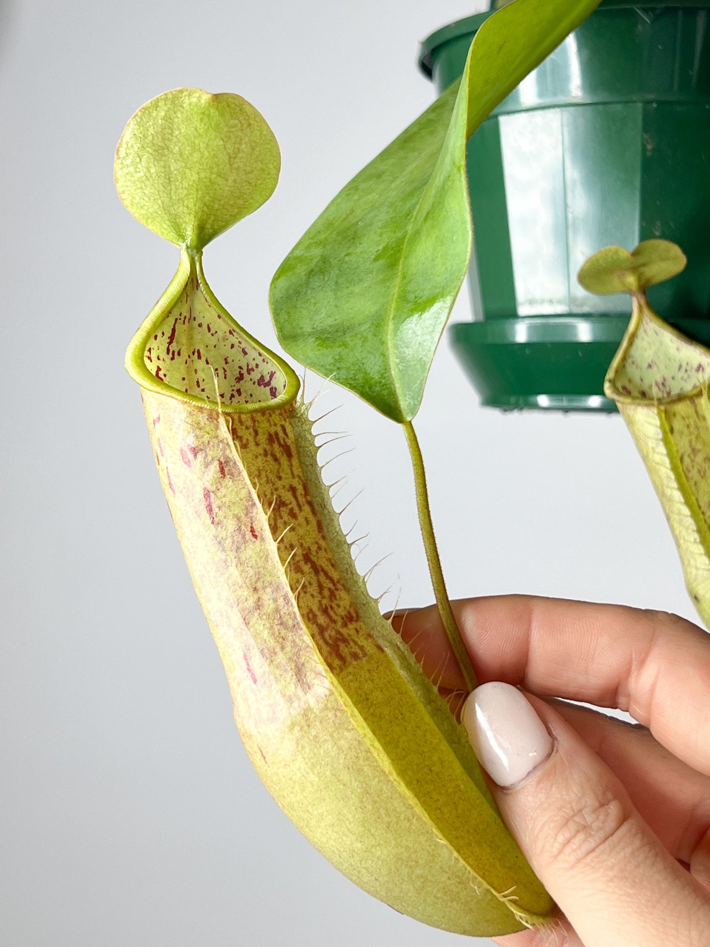 Nepenthes 'Louisa' (Pitcher Plant 'Louisa'), 140mm