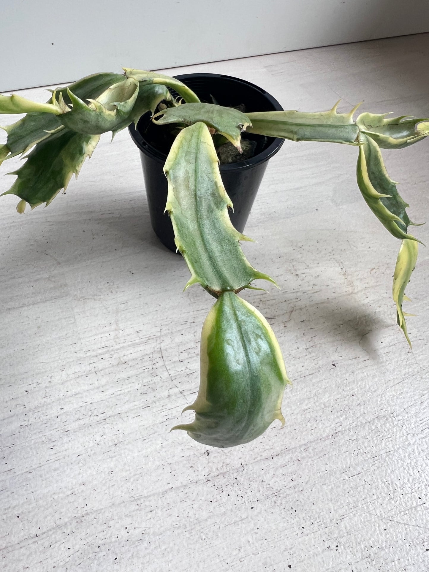 Zygocactus variegated
