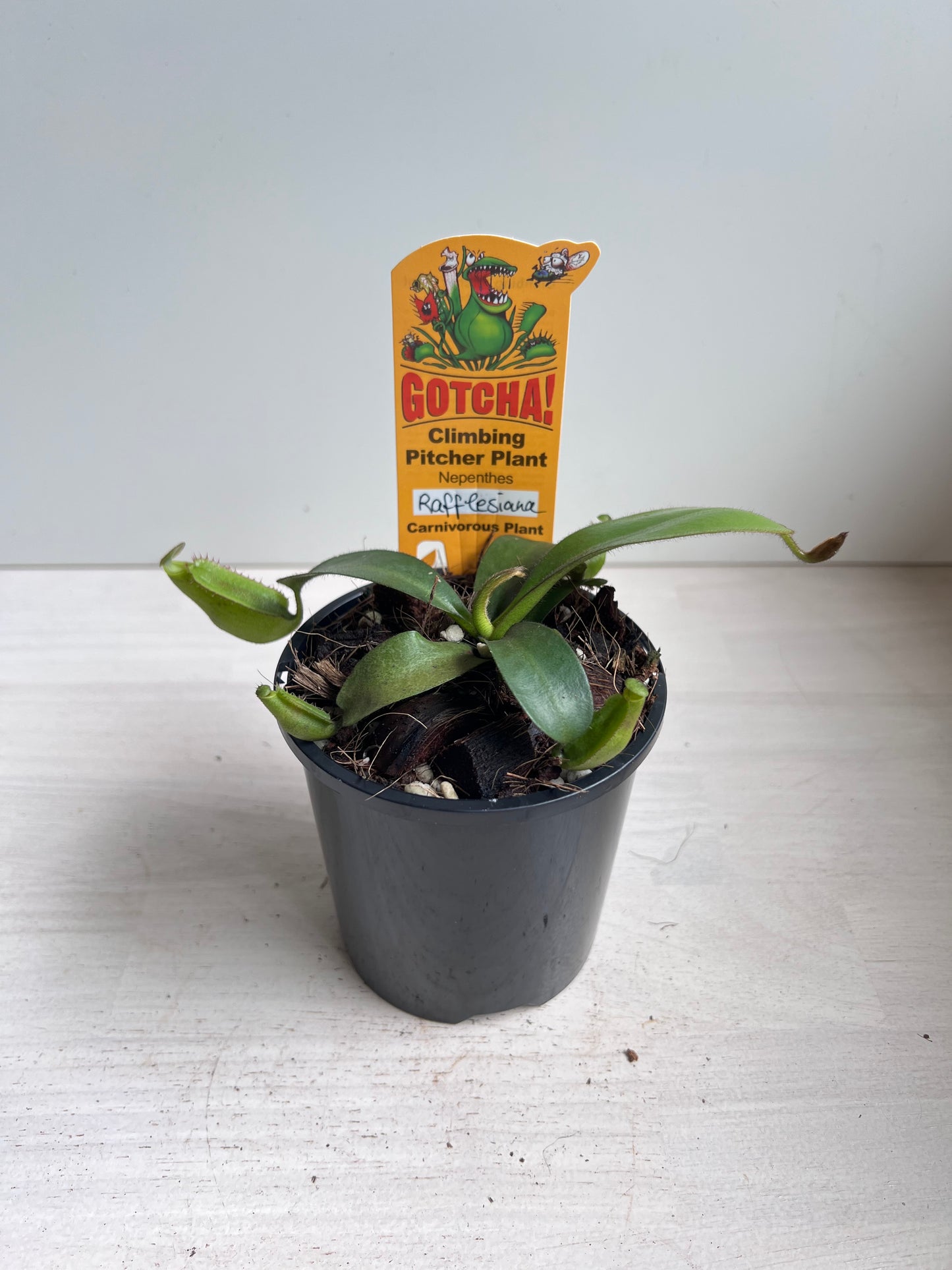 Nepenthes Rafflesiana