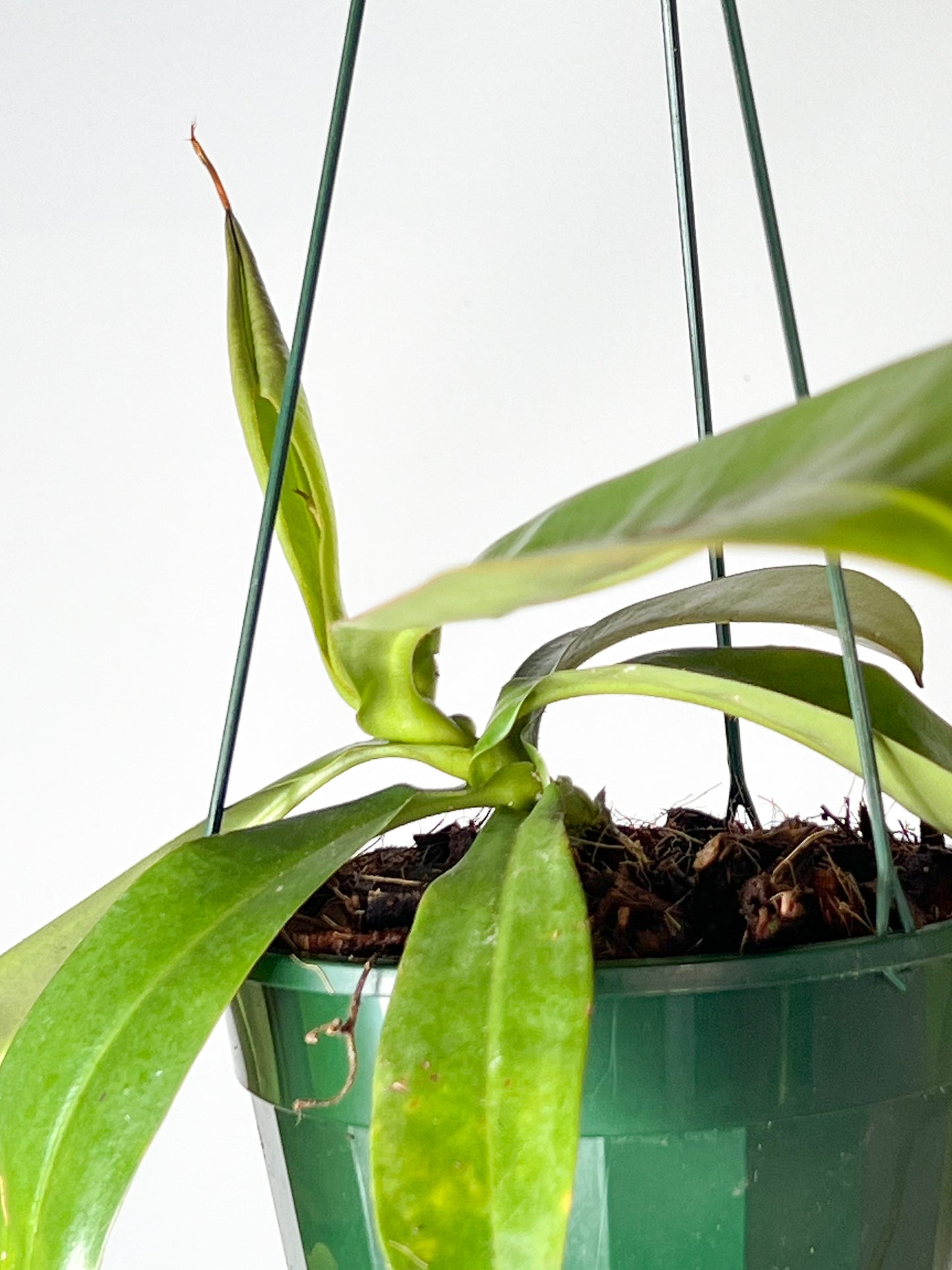 Nepenthes 'Louisa' (Pitcher Plant 'Louisa'), 140mm