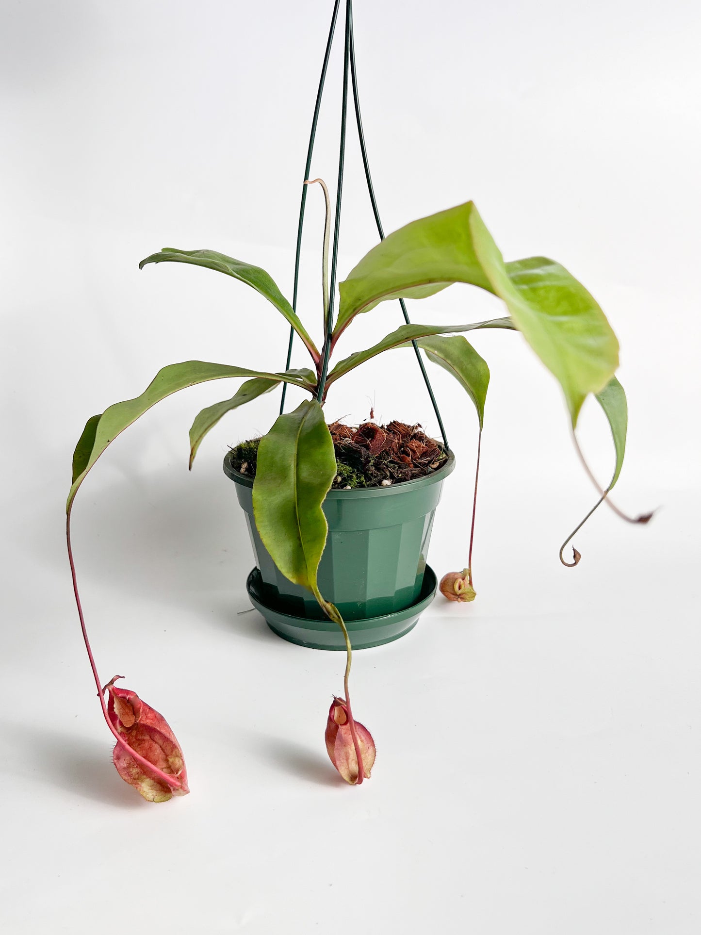 Nepenthes 'mirabilis var globosa / ‘Viking’' (Pitcher Plant 'mirabilis var globosa / ‘Viking’ '), 140 mm