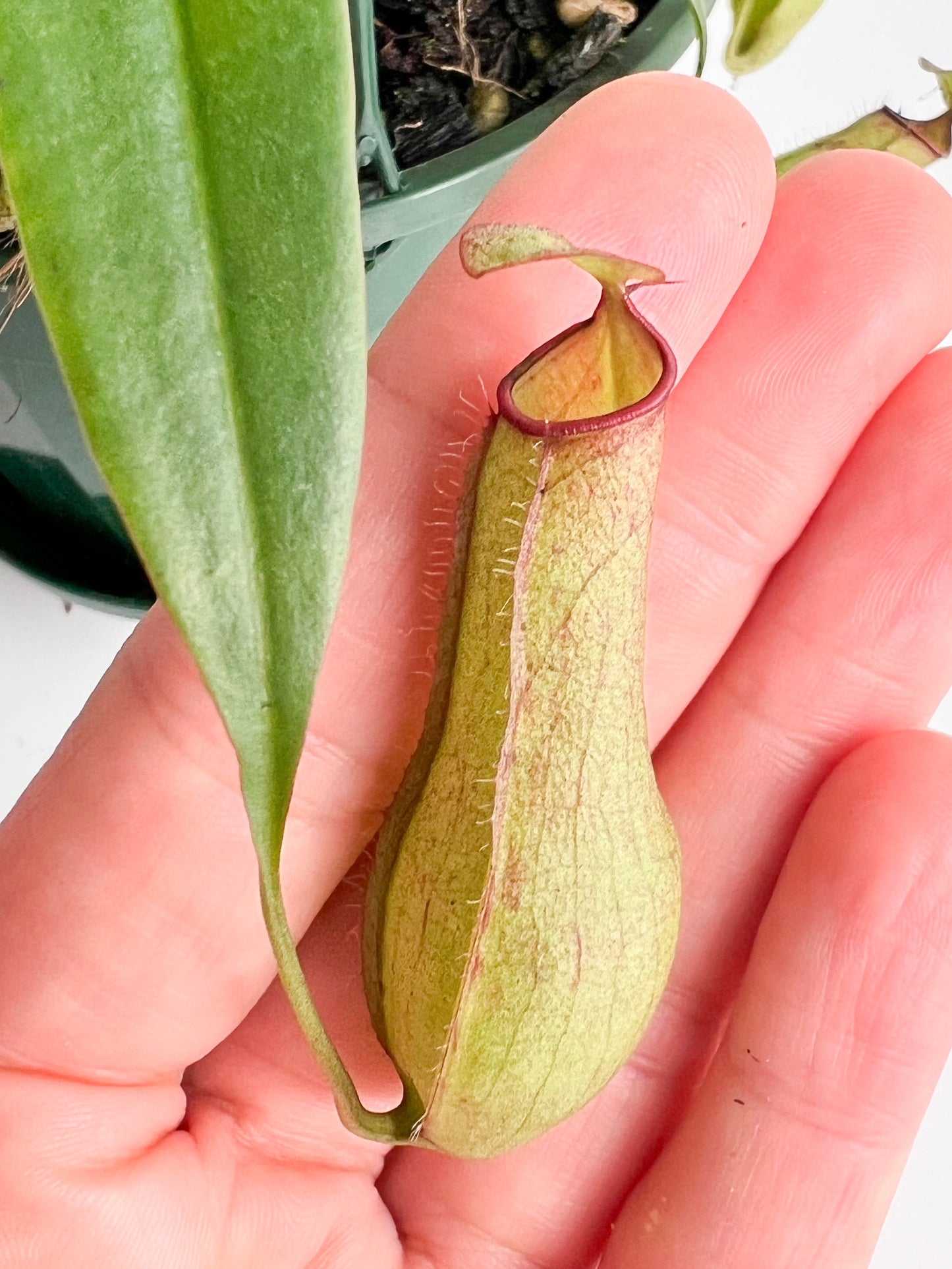Nepenthes 'Gracilis' (Pitcher Plant 'Gracilis'), 140 mm