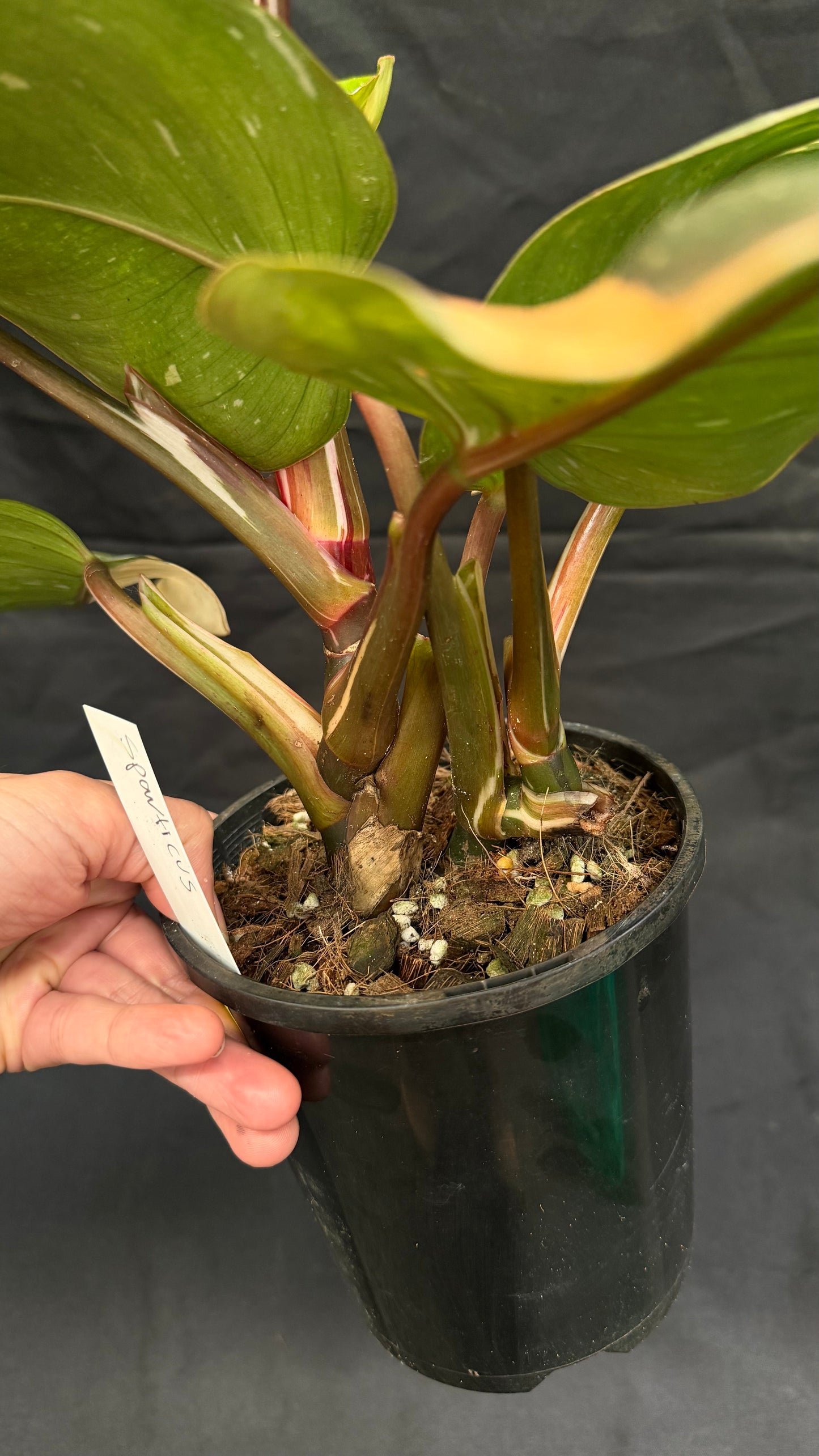 Philodendron Spartacus