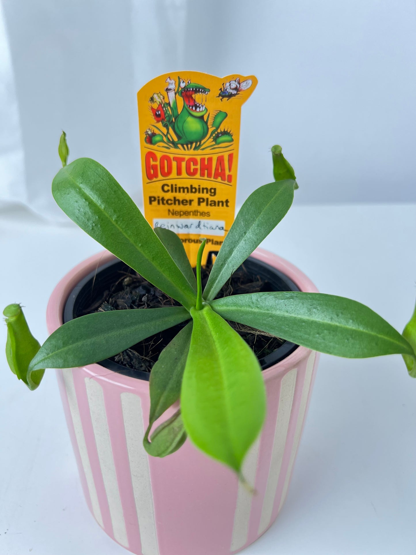 Nepenthes reinwardtiana