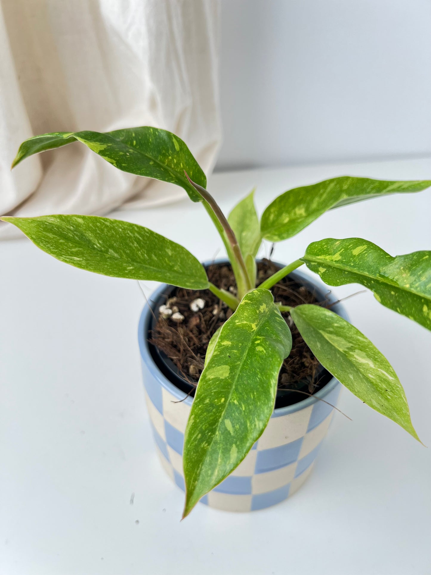 Philodendron Ring of Fire (small size). Low Maintenance Houseplant. Indoor Plants Australia