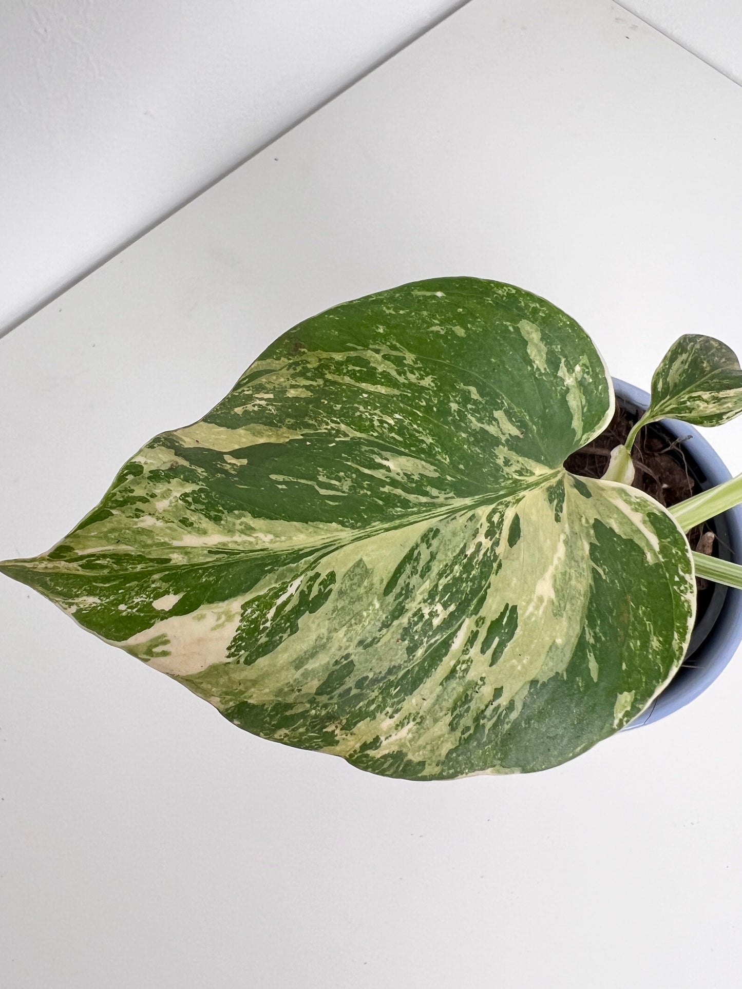 Monstera Borsigiana Variegated - Small & highly variegated