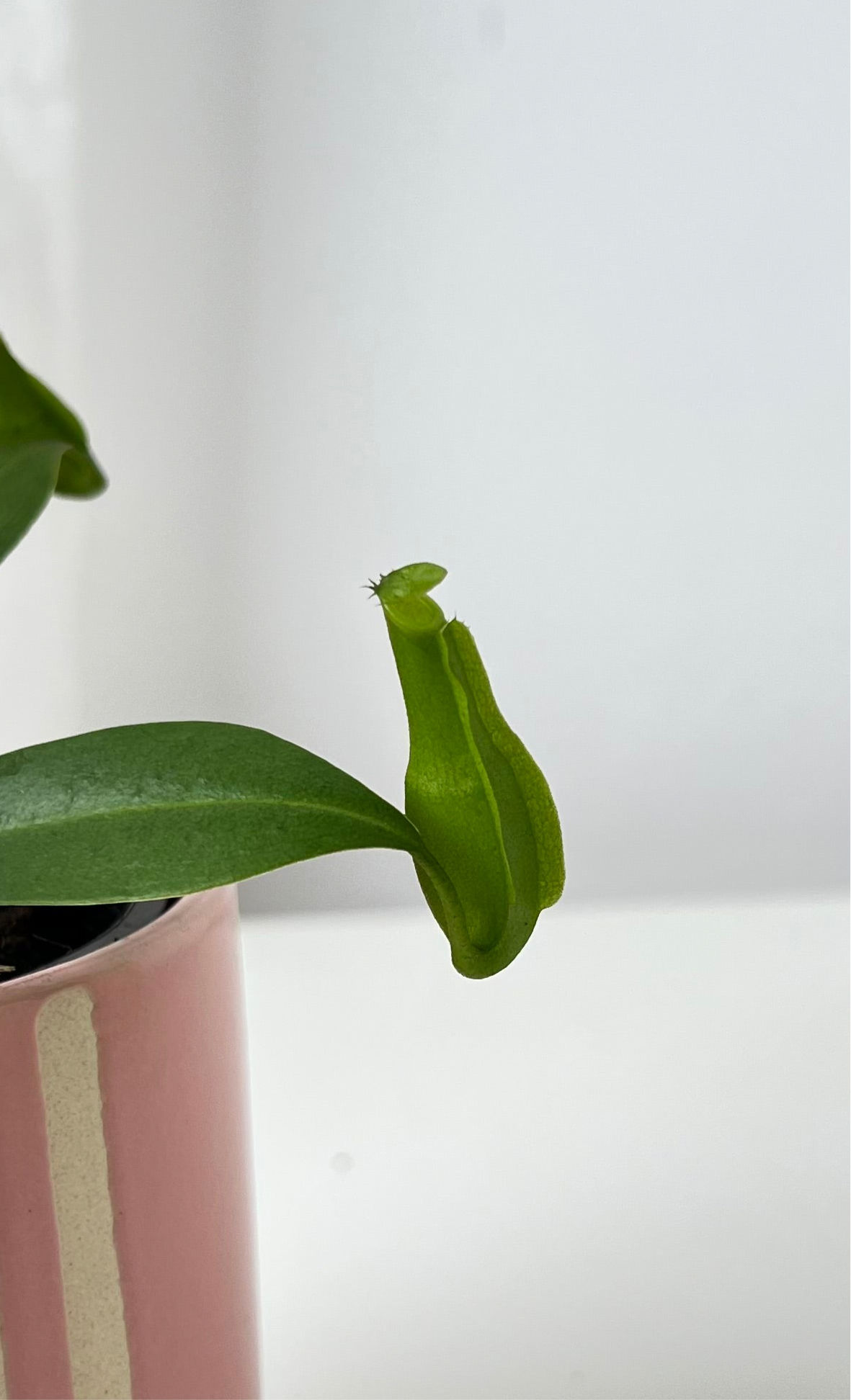 Nepenthes reinwardtiana