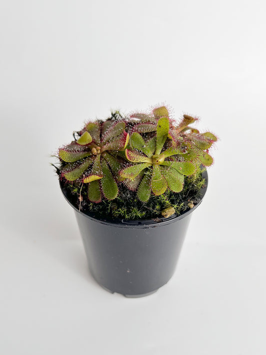 Drosera 'Hamiltonii' (Sundew 'Hamiltonii'), 70mm
