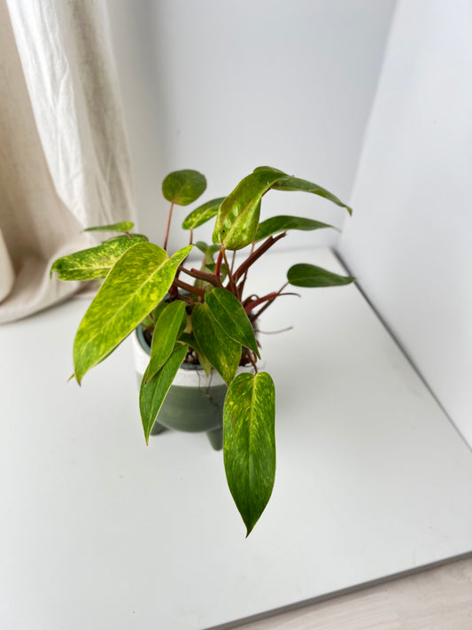Philodendron Painted Lady - Low Maintenance Houseplant. Indoor Plants Australia
