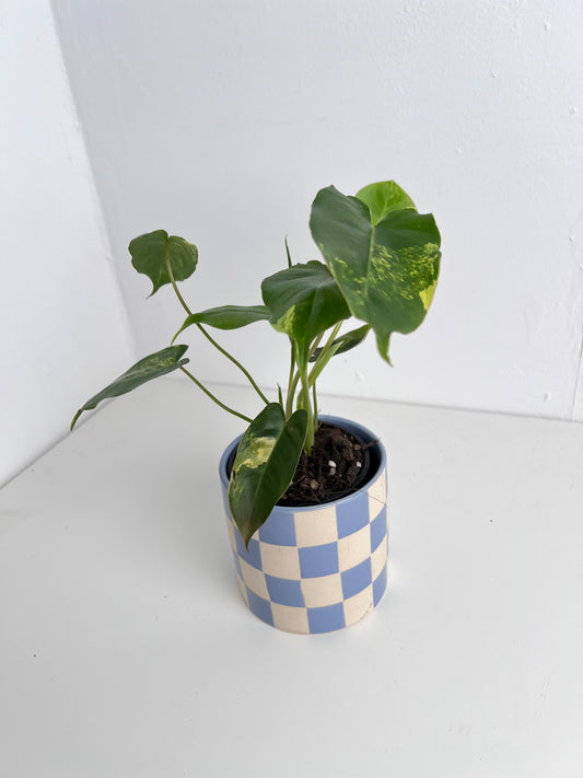 Philodendron Burle Marx variegated. Low Maintenance Plant. Houseplant Indoor plant Plant Gifts Plant Decor