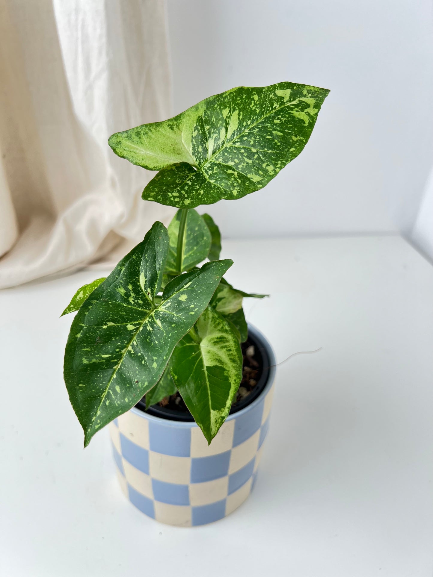 Syngonium Panda highly variegated. Houseplant & Indoor Plant Gifts Australia