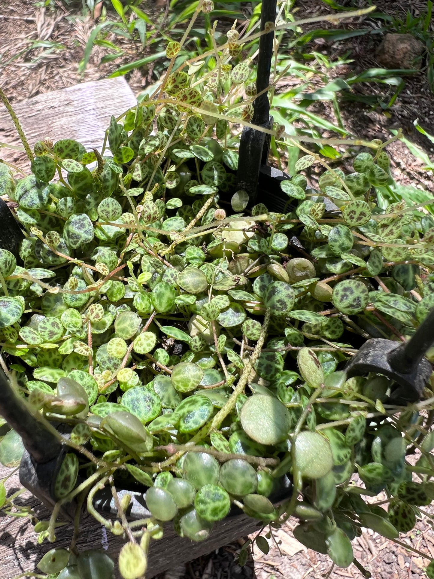 String of Turtles