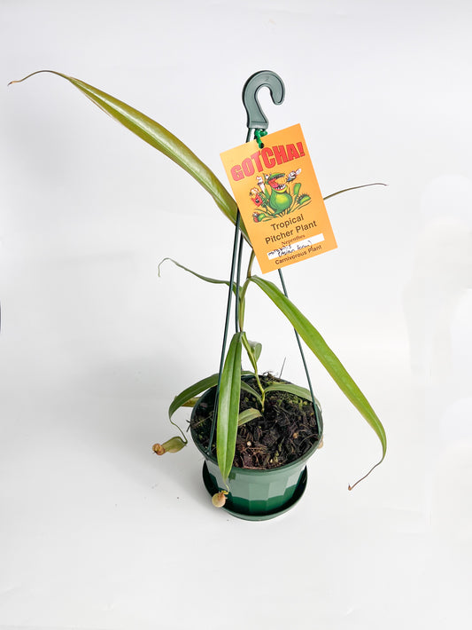 Nepenthes 'Gracilis' (Pitcher Plant 'Gracilis'), 140 mm