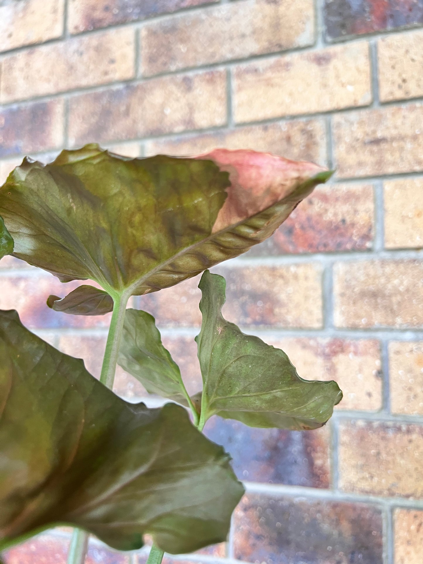 Syngonium Strawberry Ice