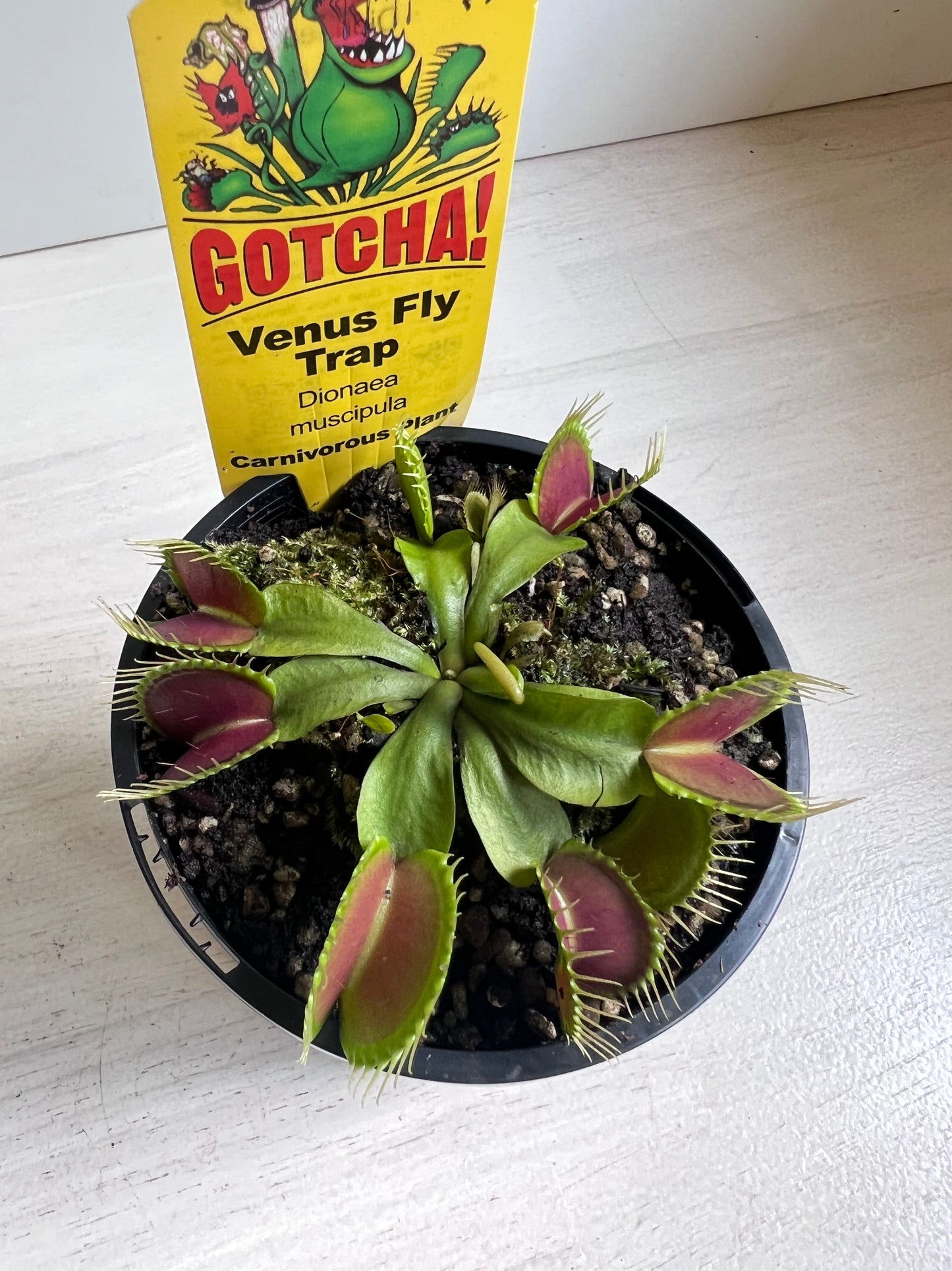 Venus Flytrap “Giant Traps’