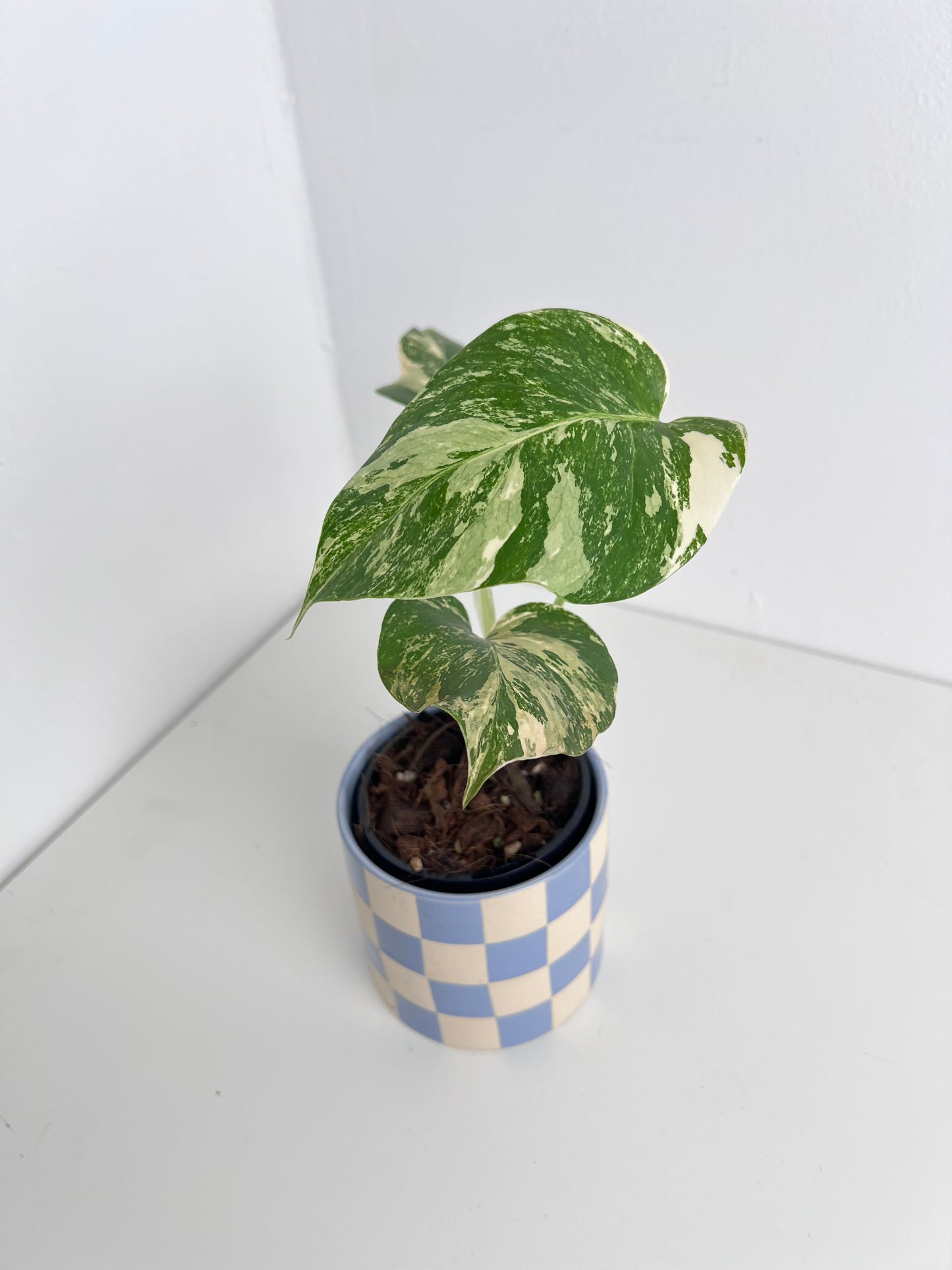 Monstera Borsigiana Variegated - Small & highly variegated