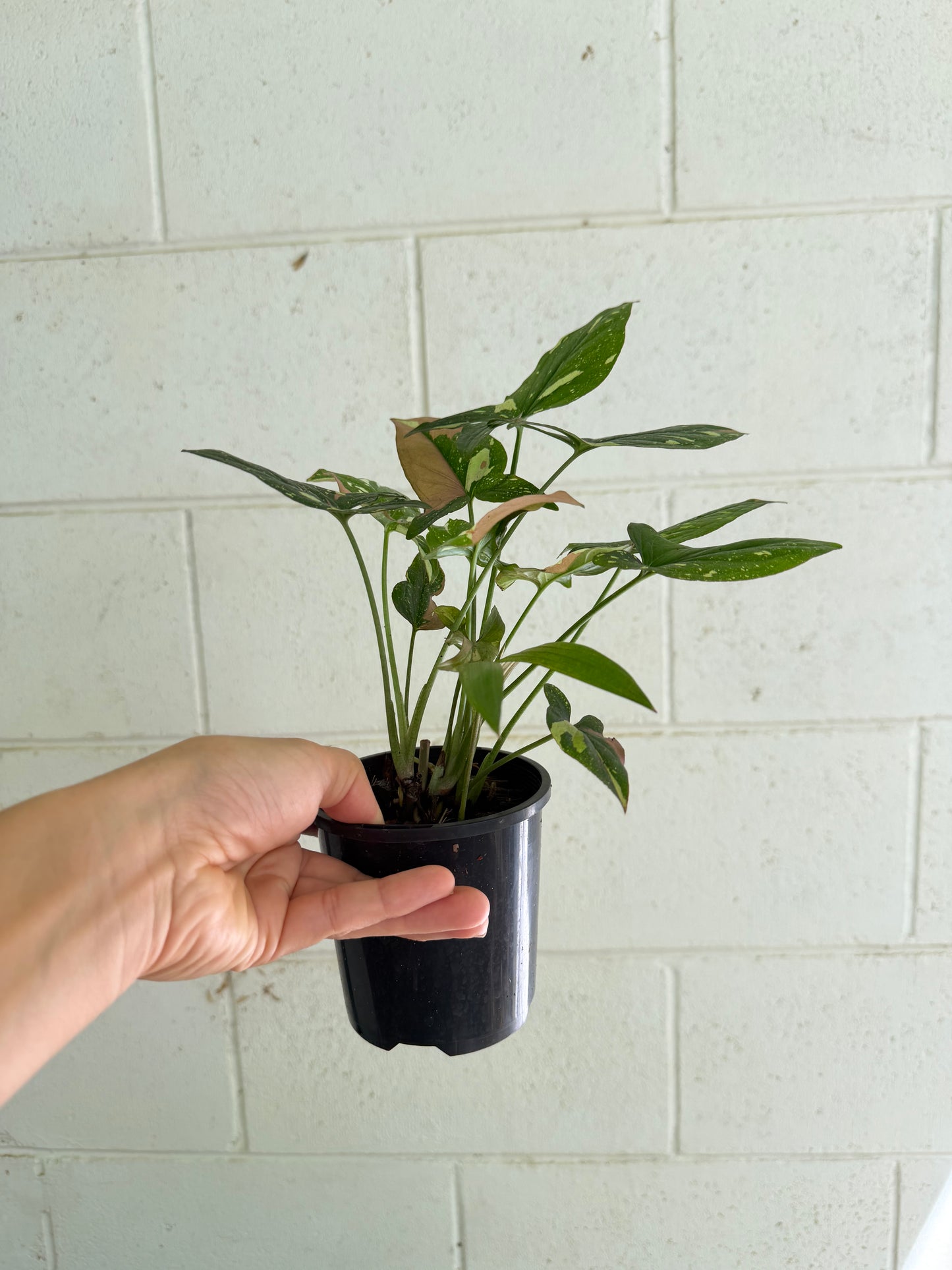 Syngonium Red Spot Tricolor. Houseplant & Indoor Plant Gifts Australia