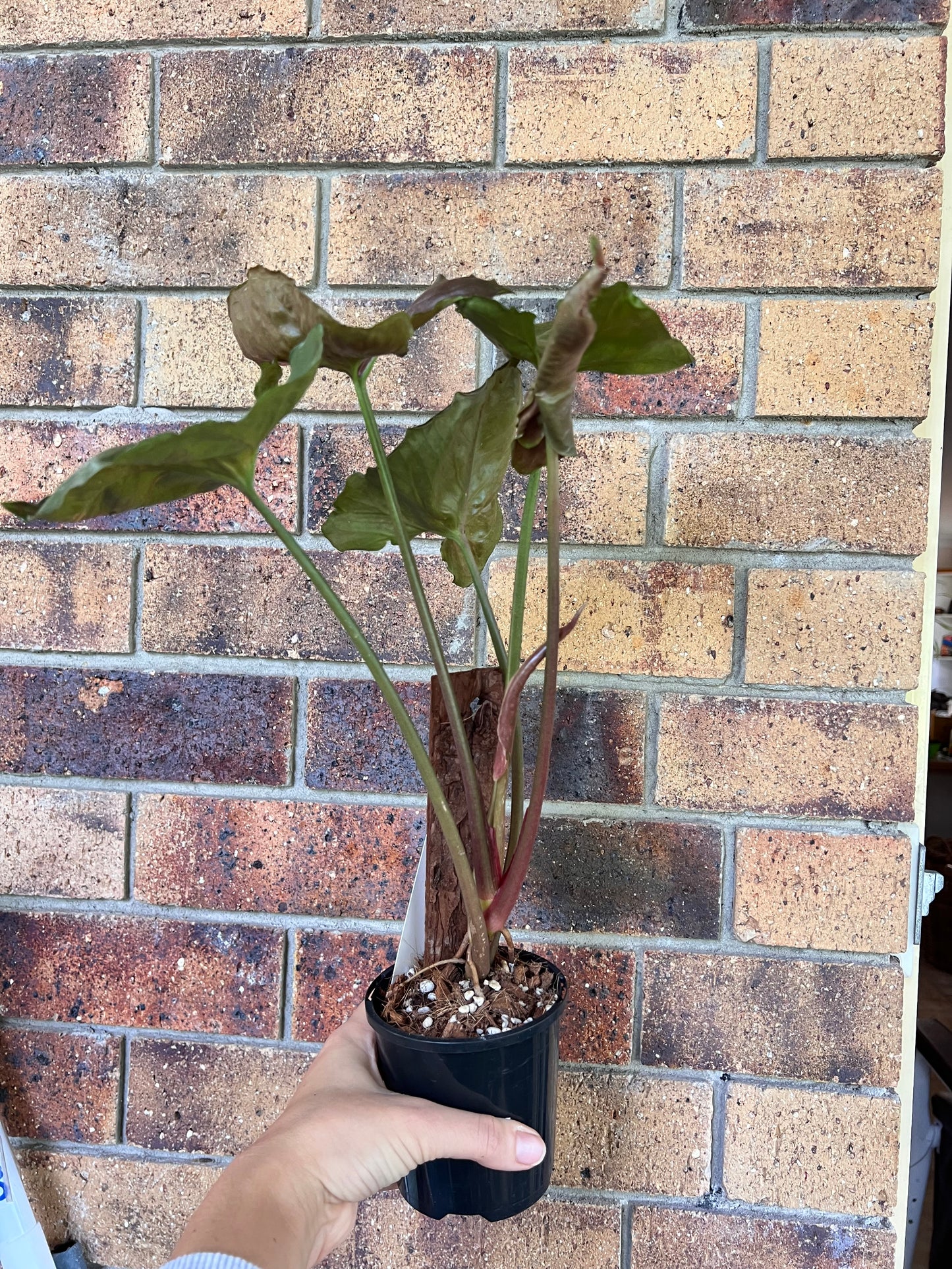 Syngonium Strawberry Ice