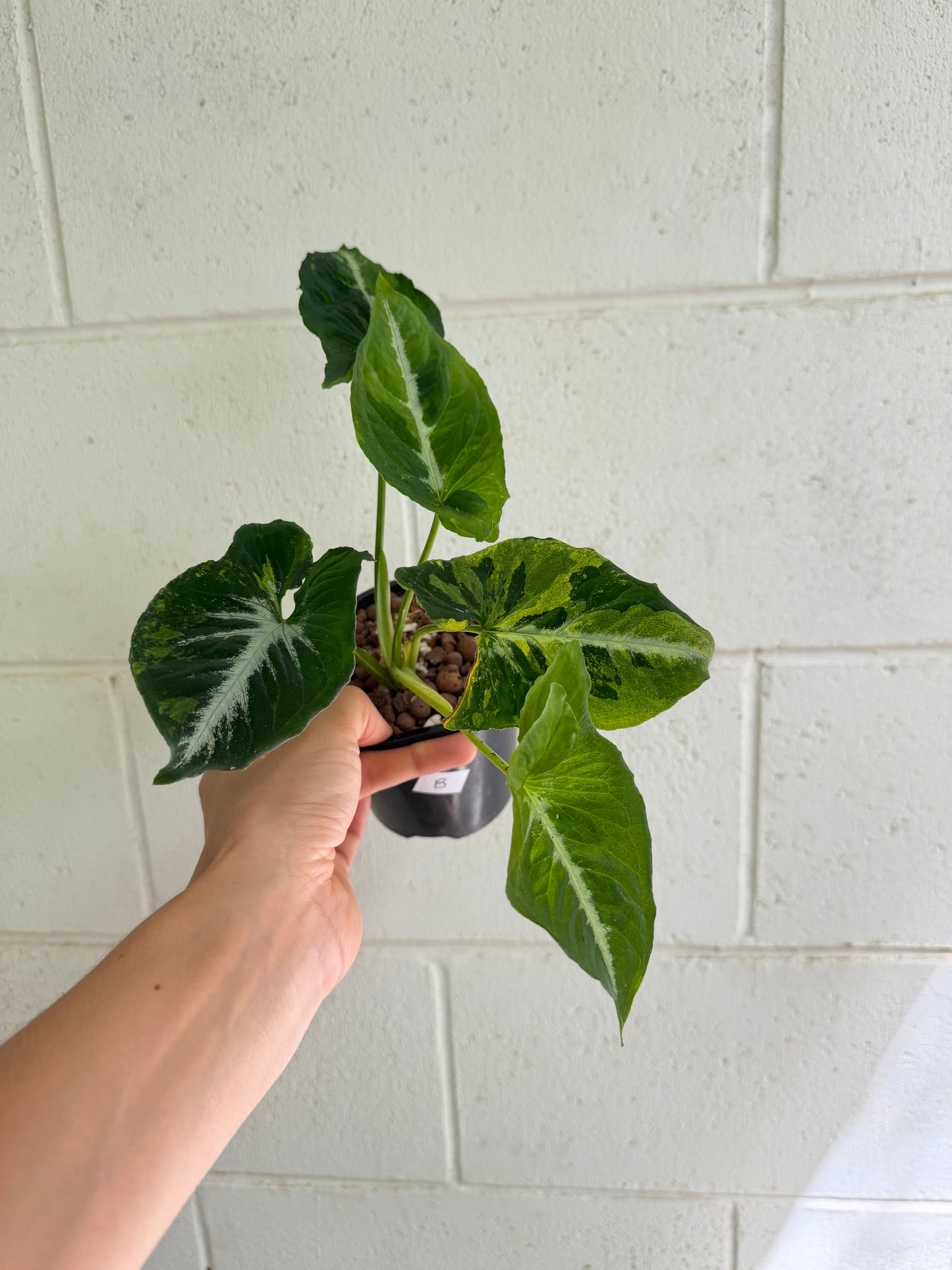 Syngonium Scrambled Eggs