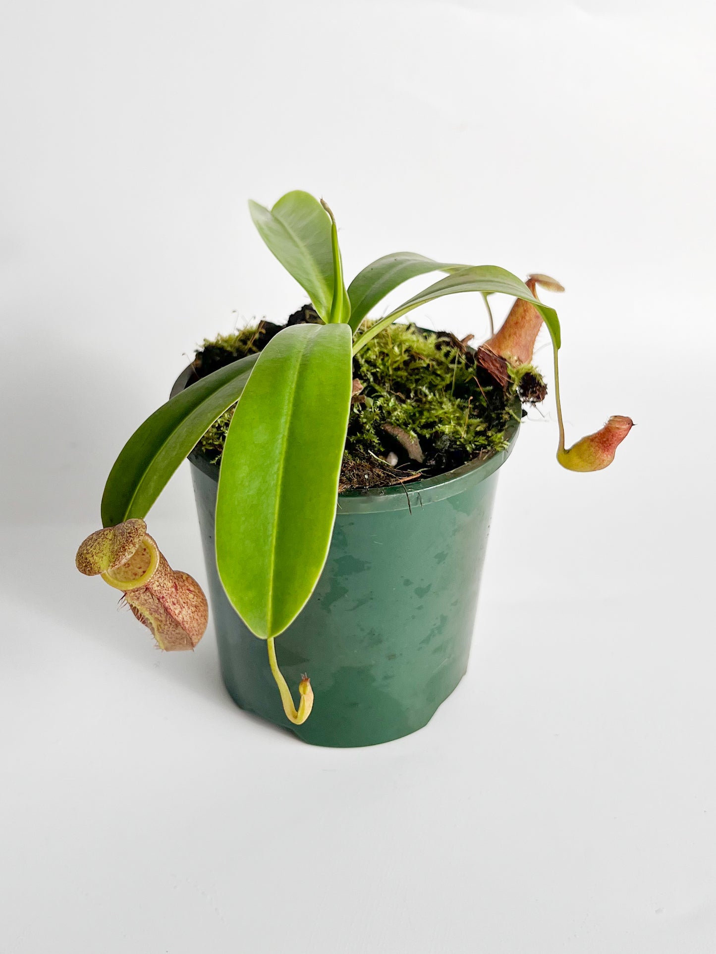 Nepenthes 'Linda' (Pitcher Plant 'Linda'), 100mm