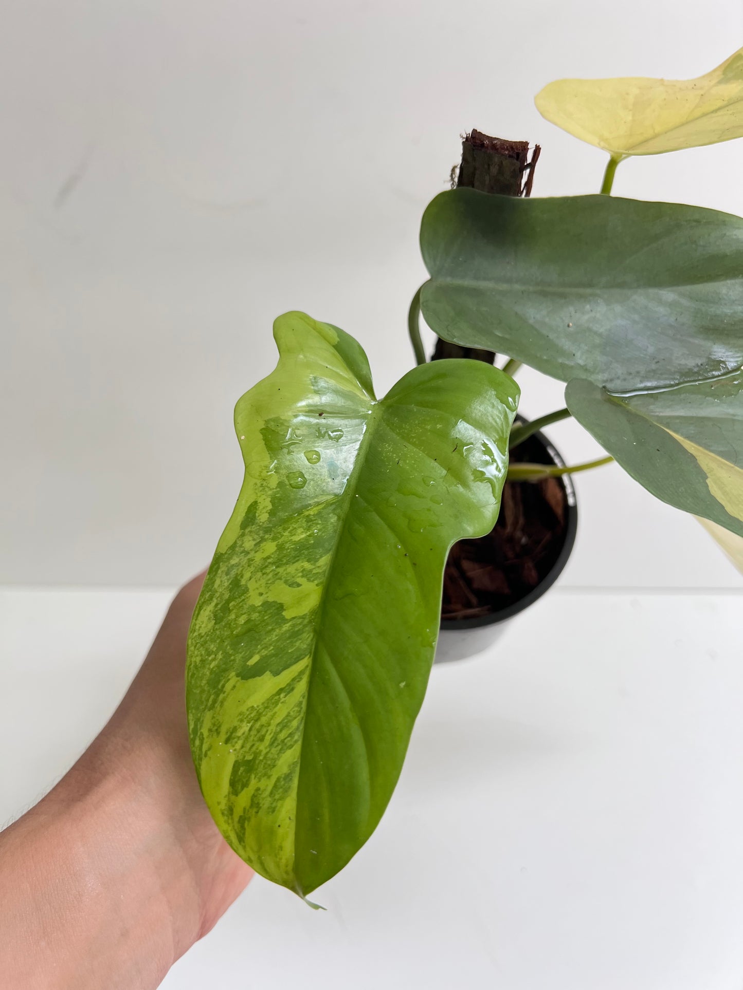 Philodendron Bipennifolium Variegated