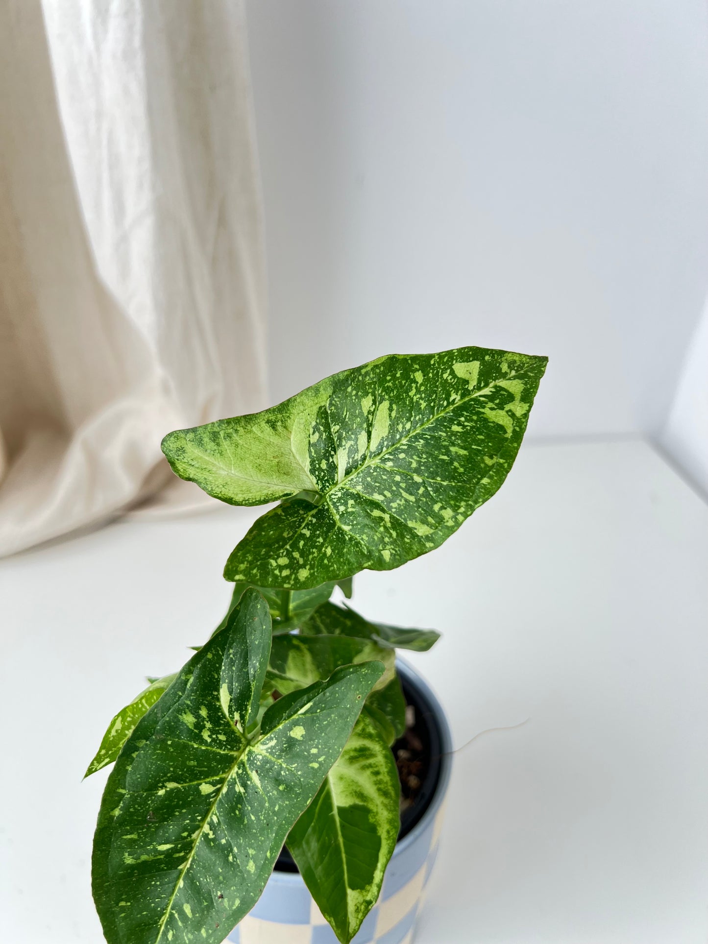 Syngonium Panda highly variegated. Houseplant & Indoor Plant Gifts Australia