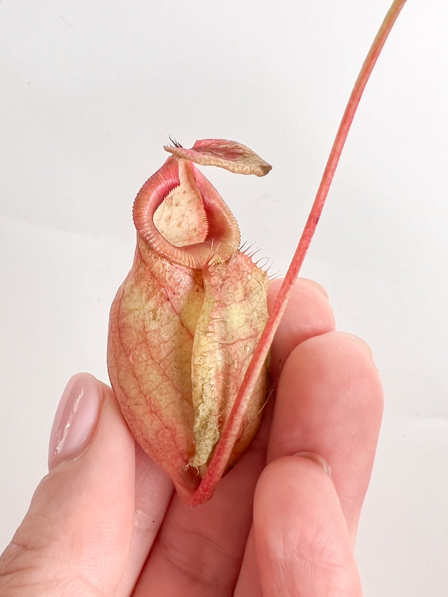 Nepenthes 'mirabilis var globosa / ‘Viking’' (Pitcher Plant 'mirabilis var globosa / ‘Viking’ '), 100 mm