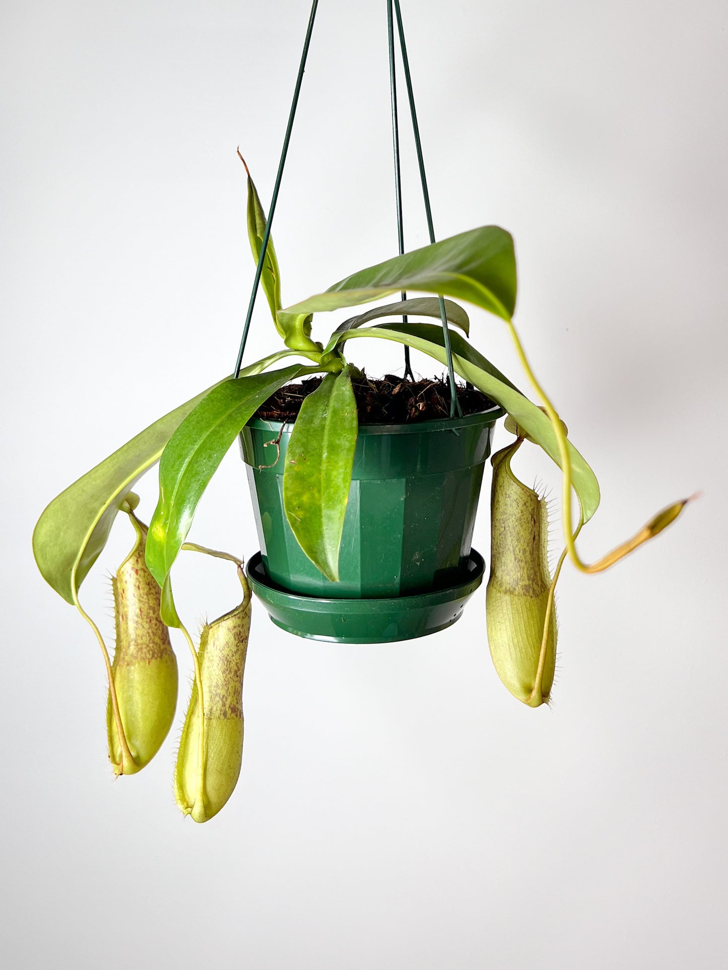 Nepenthes 'Louisa' (Pitcher Plant 'Louisa'), 140mm