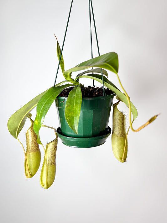 Nepenthes 'Louisa' (Pitcher Plant 'Louisa'), 140mm