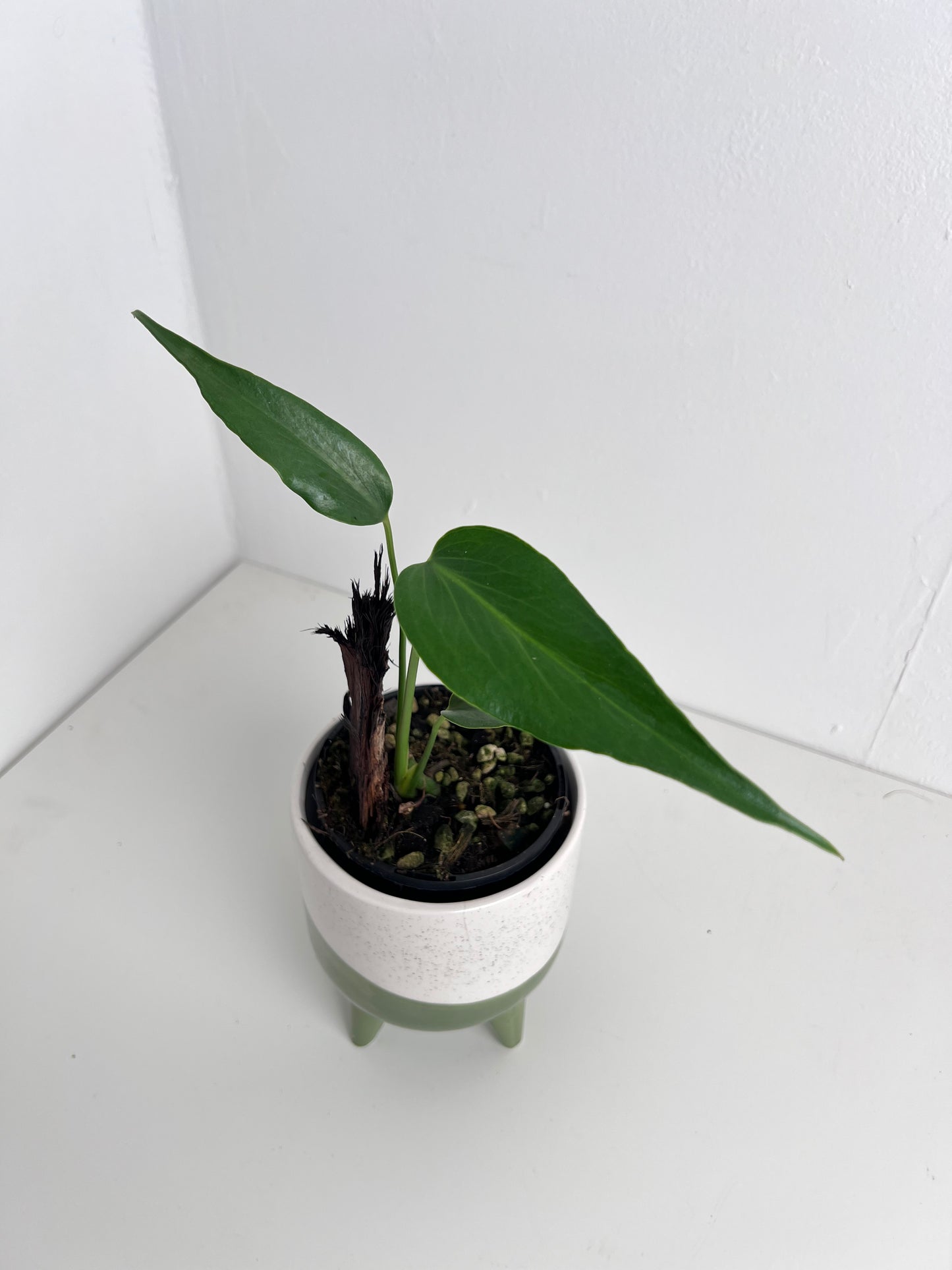 Philodendron Burle Marx Flame - Indoor Plants & Rare Houseplant gifts Australia