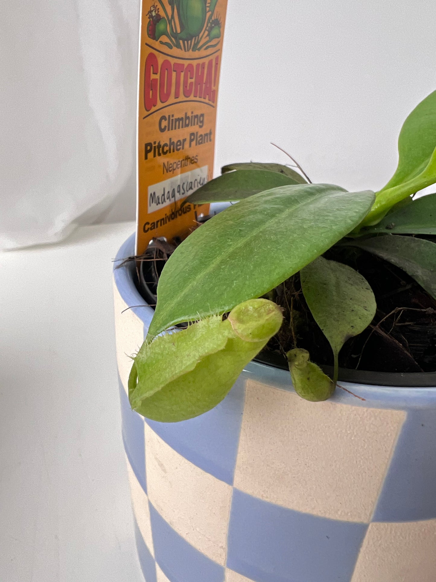 Nepenthes madagascariensis